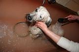 BAIN - SKYE TERRIER 075